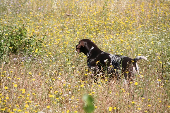 Hip Hip Hip Houra du Domaine du Framire | German Shorthaired Pointer 