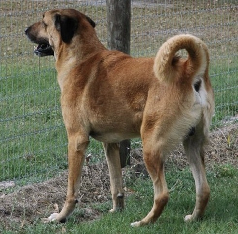 Ballesters Rahman | Anatolian Shepherd Dog 