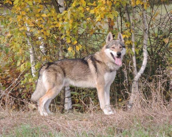 Einar Girios Dvasia | Czechoslovakian Wolfdog 