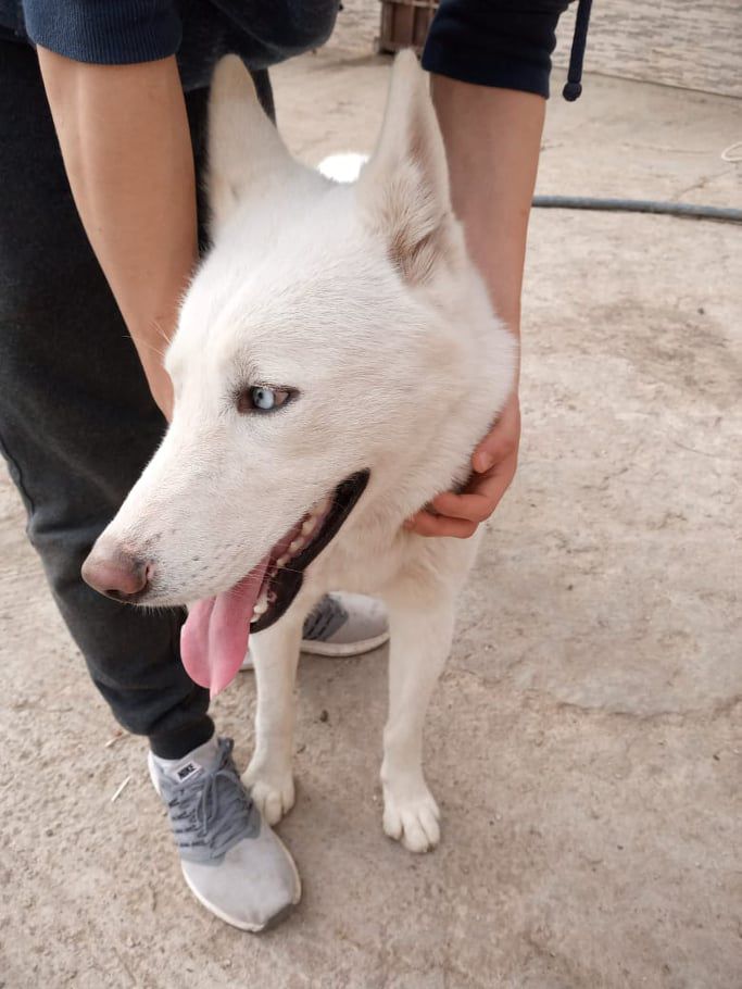 Snow Jardin D'OR | Siberian Husky 