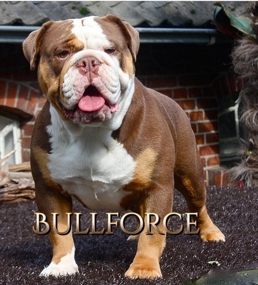 Flintstonebulls' Milky Way | Olde English Bulldogge 