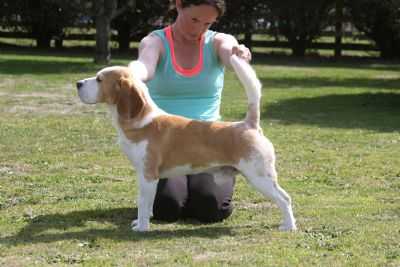 Caermyrddin Rotten Ralph | Beagle 