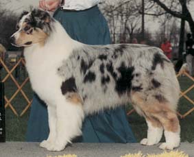 Thornapple My Baby Loves Me | Australian Shepherd 