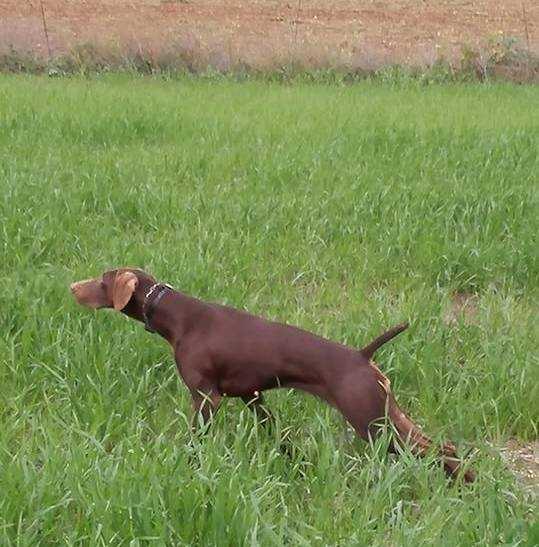 Ivone Da Quinta Da Maralha | German Shorthaired Pointer 