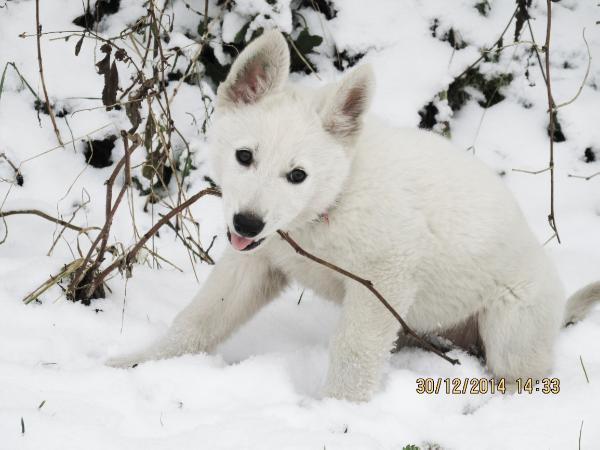 Artemisia Artay of Highland | White Swiss Shepherd Dog 