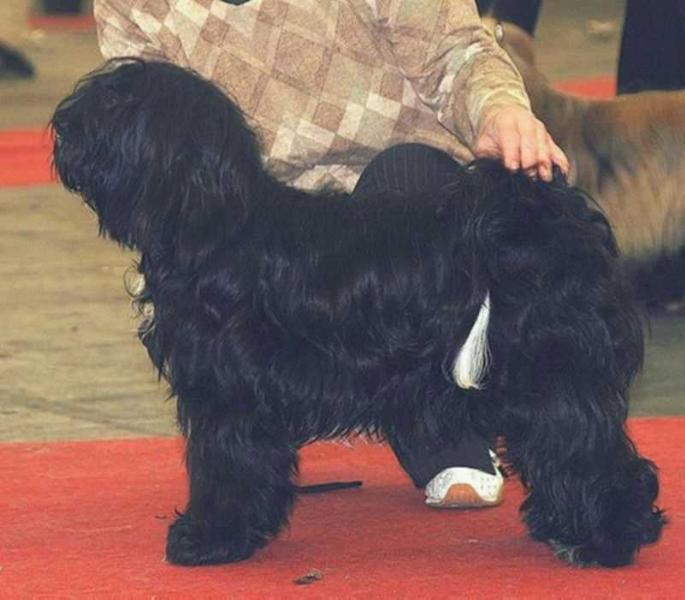 Rozsdas Halasz Rizaire | Tibetan Terrier 