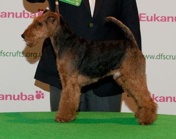 Saredon FOURTH OF JULY | Welsh Terrier 