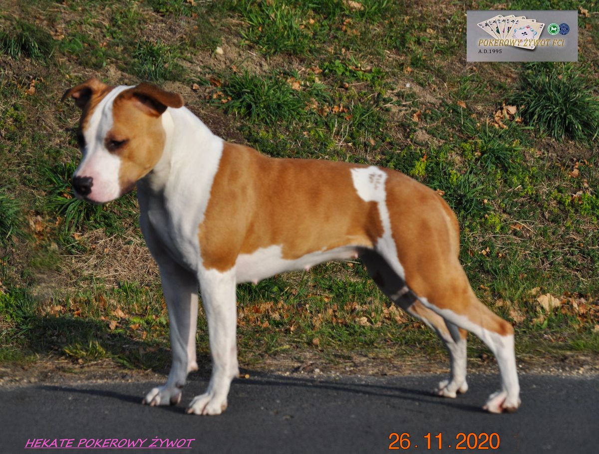 HEKATE Pokerowy Zywot FCI | American Staffordshire Terrier 