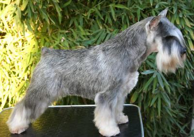 Chelines Lady Anubis | Miniature Schnauzer 