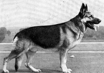 Cyrus vom Baltikum | German Shepherd Dog 