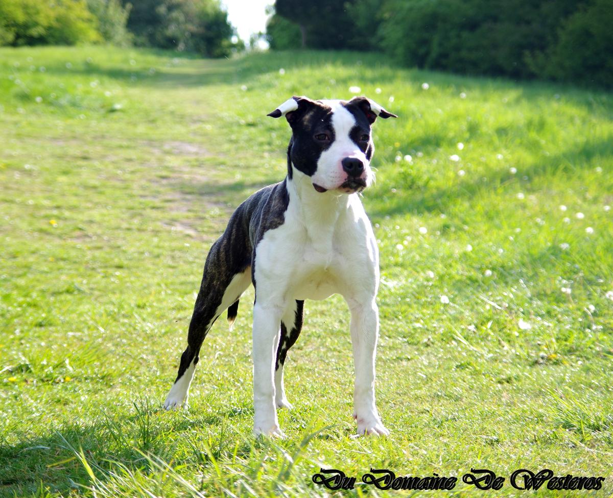 Sensa Du Domaine De Westeros | American Staffordshire Terrier 