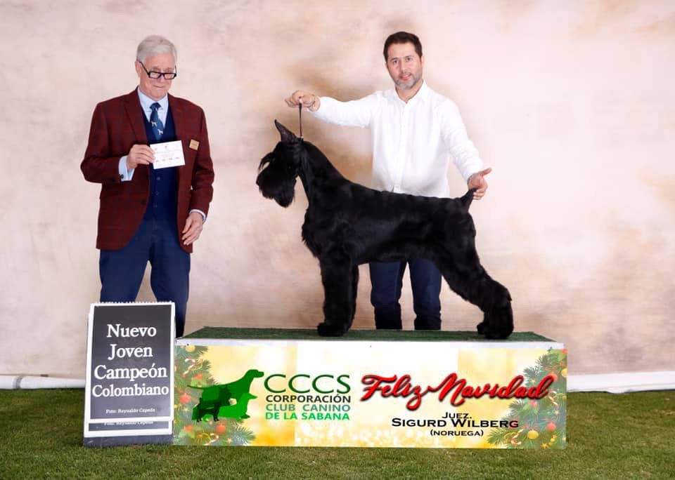 Skansen's Nasaeu Jeune Pousse | Giant Schnauzer 