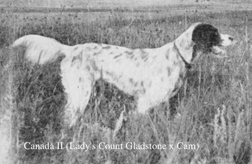 Canada II (Lady's Count Gladstone x Cam) | English Setter 