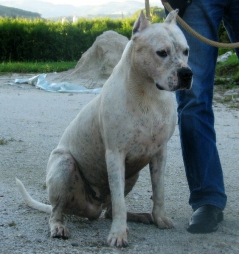 Brutus De La Cocha | Argentine Dogo 