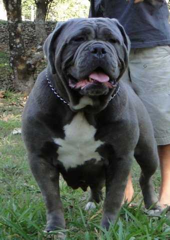 Platina do molosso di jerivá | Olde English Bulldogge 