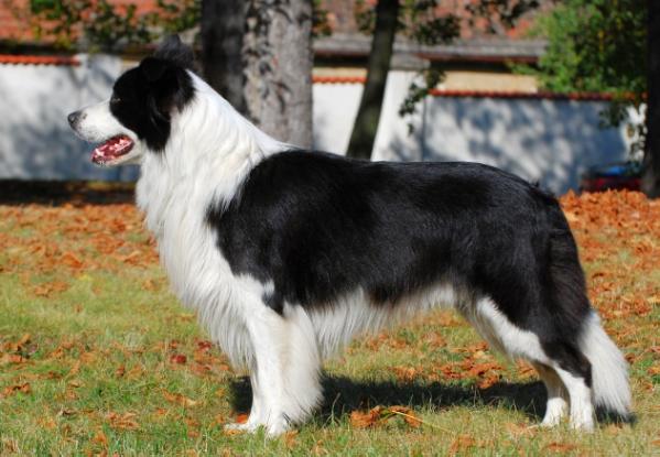 Calypso Carl Hardy Horde | Border Collie 