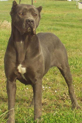 Rebelle de la licorne noire | Cane Corso 