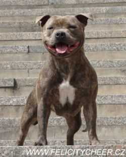 FELICITY CHEER WENDY BLUE | Staffordshire Bull Terrier 