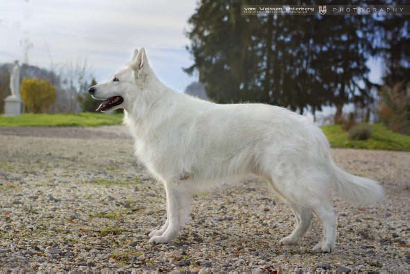 Ley vom Altvilstal | White Swiss Shepherd Dog 