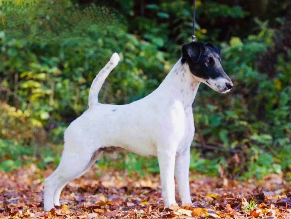 High Mountain Red Ferrari | Smooth Fox Terrier 