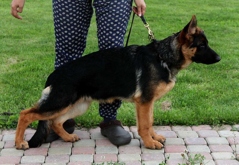 Oberlauf Charutti | German Shepherd Dog 
