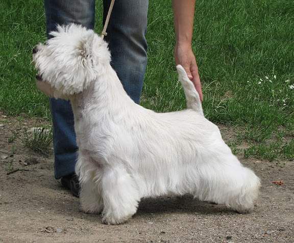 Don't Touch del Goyepino | West Highland White Terrier 