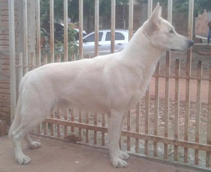 AQUILES GAPI KANN SCHIMMELPFENG | White Swiss Shepherd Dog 