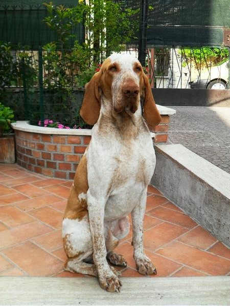 Zeus (2010) LOI 1061234 | Bracco Italiano 