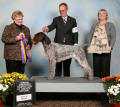 Mountain View's Next Strike | German Wirehaired Pointer 