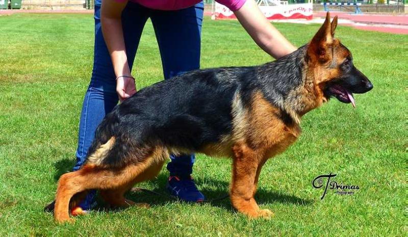 Dasha von Turia Drimas | German Shepherd Dog 
