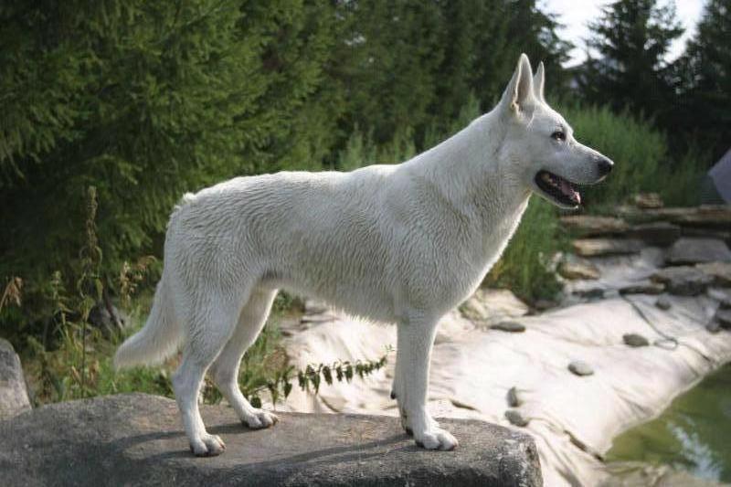 Karneliks Zhumbaktas | White Swiss Shepherd Dog 