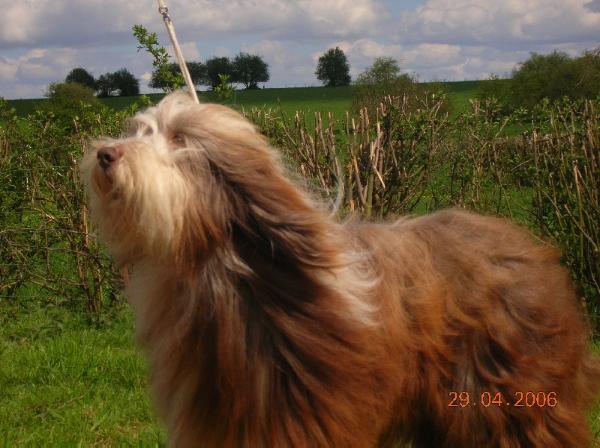 Patsy des bergers des mille et une nuits | Bearded Collie 