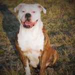 Diesel Dew | American Bulldog 