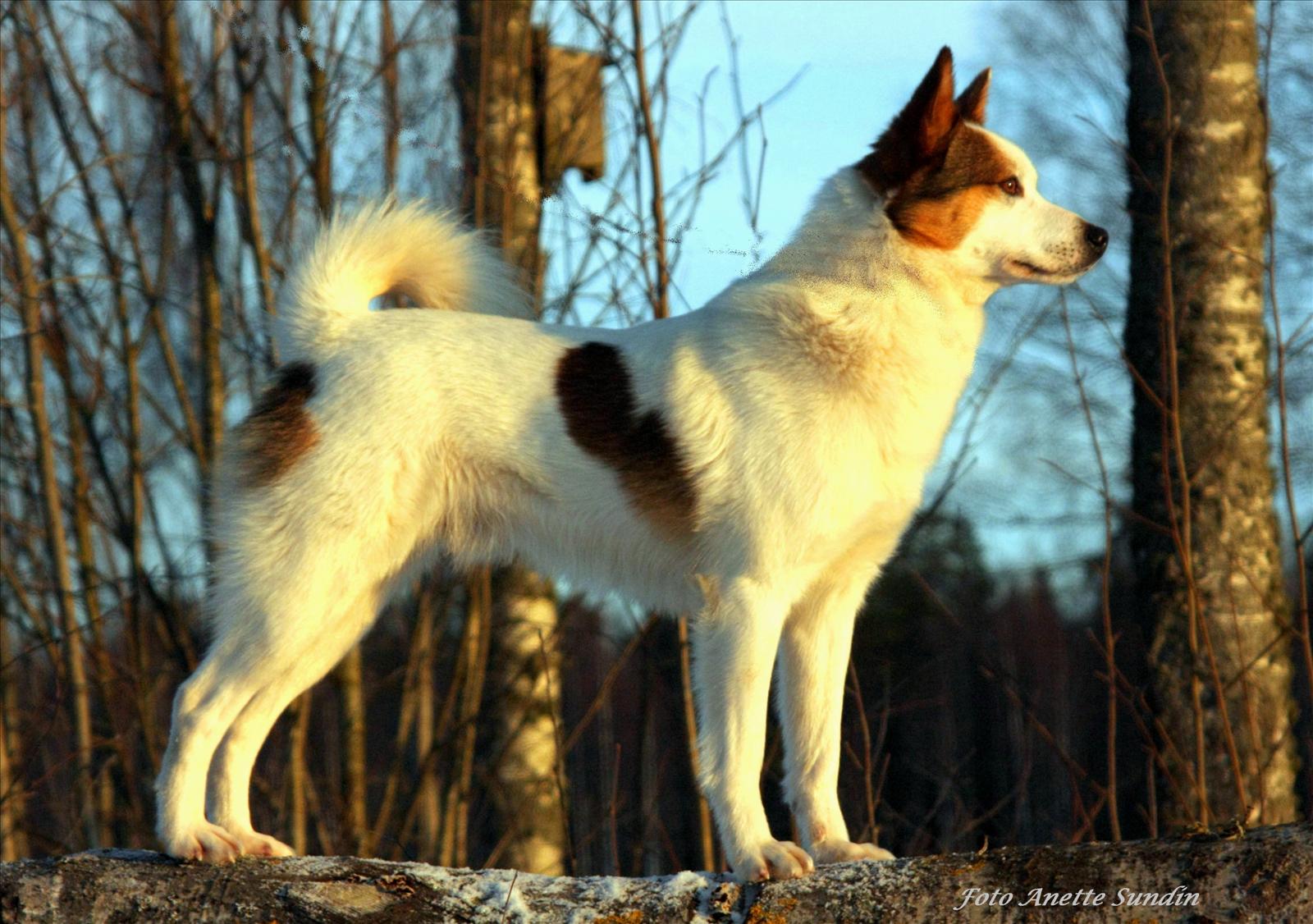 Norrbottenspets