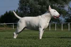 Acouola Paola Lou Provencao | Bull Terrier 