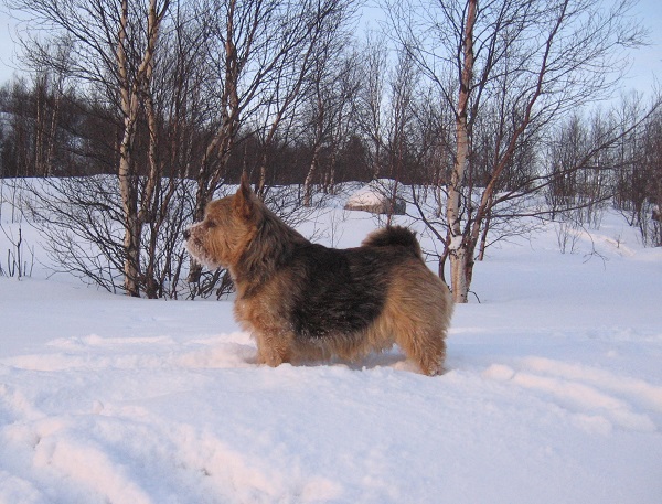 Scandvik Arvo | Norwich Terrier 