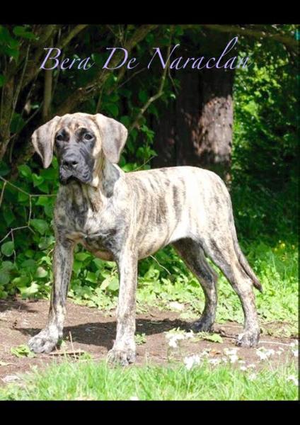 Bera de Naraclan | Perro de Presa Canario 