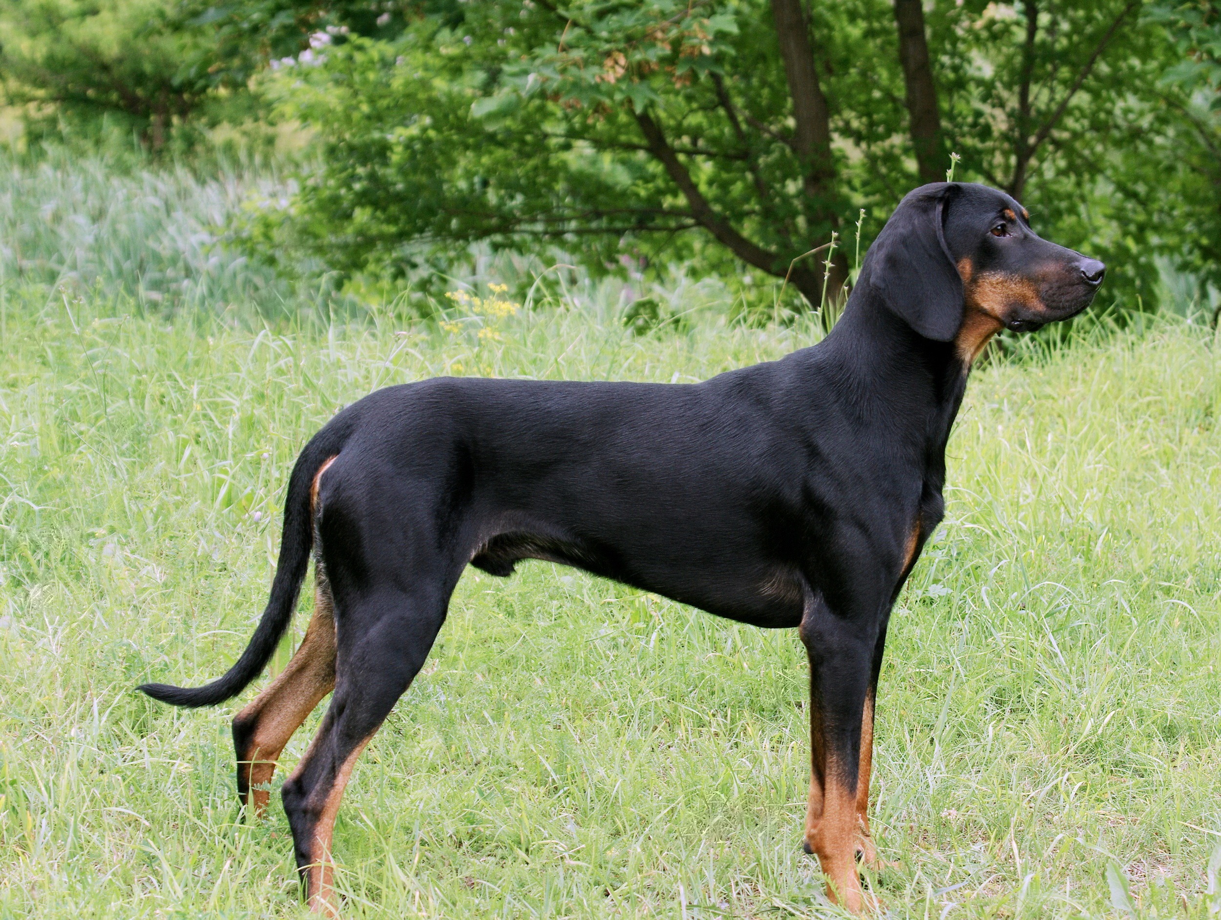 Black and Tan Coonhound