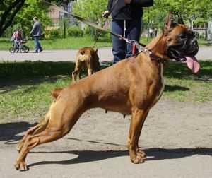 Kleopatra | Boxer 