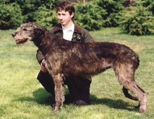 Mighty Hunter's Next Baba Yaga | Irish Wolfhound 