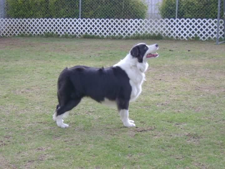 Sabado Von Marab | Border Collie 