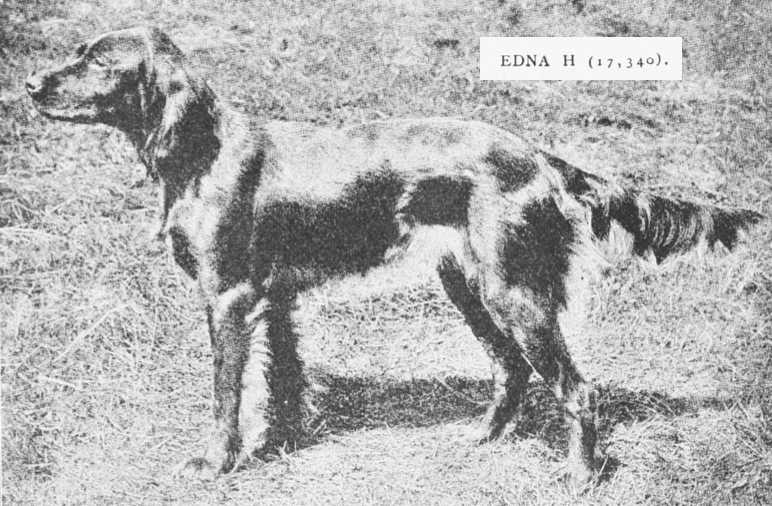 Edna H (017340) | Irish Setter 