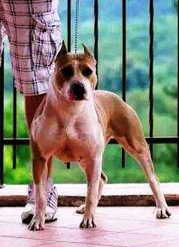 Dickies' DP Blueberry Muffin | American Staffordshire Terrier 