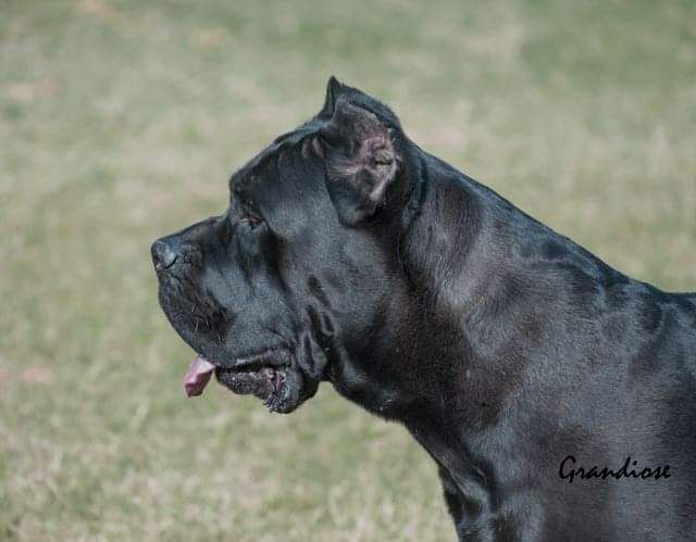 yarro custodi Nos | Cane Corso 