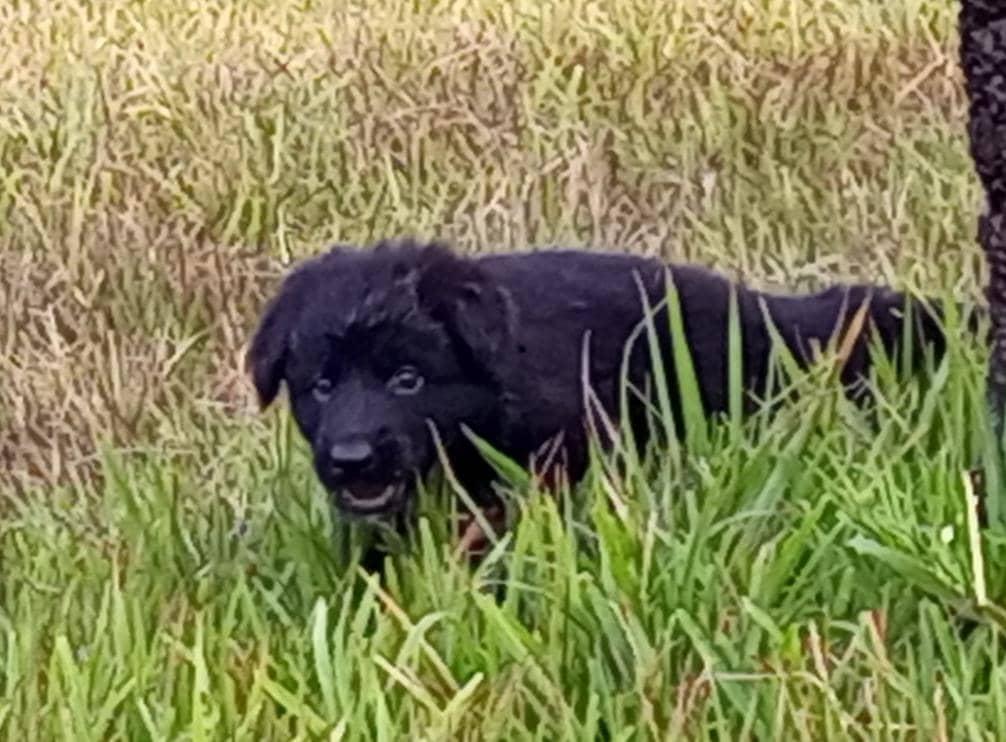 ALGA VOM HAUS OXYGENPAWZ | German Shepherd Dog 