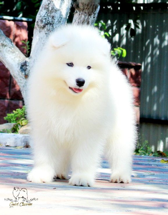 Gold Charm Rising Force | Samoyed 