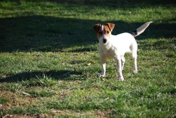 Elettra Forum Livii | Jack Russell Terrier 