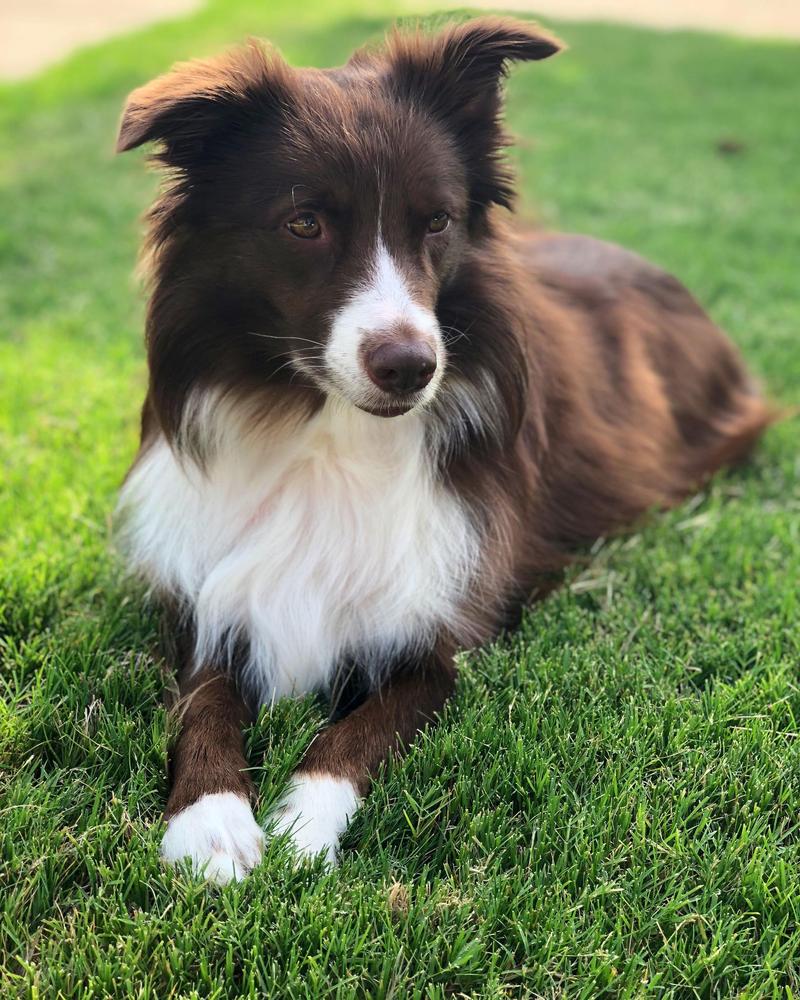 Ellie Mae Rock ABC 420663 | Border Collie 