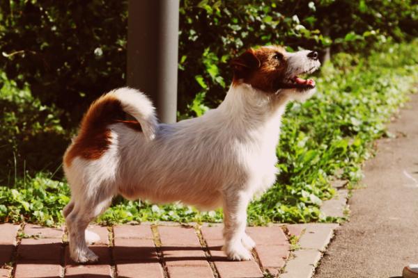 Primo Maggio di Sutri | Jack Russell Terrier 