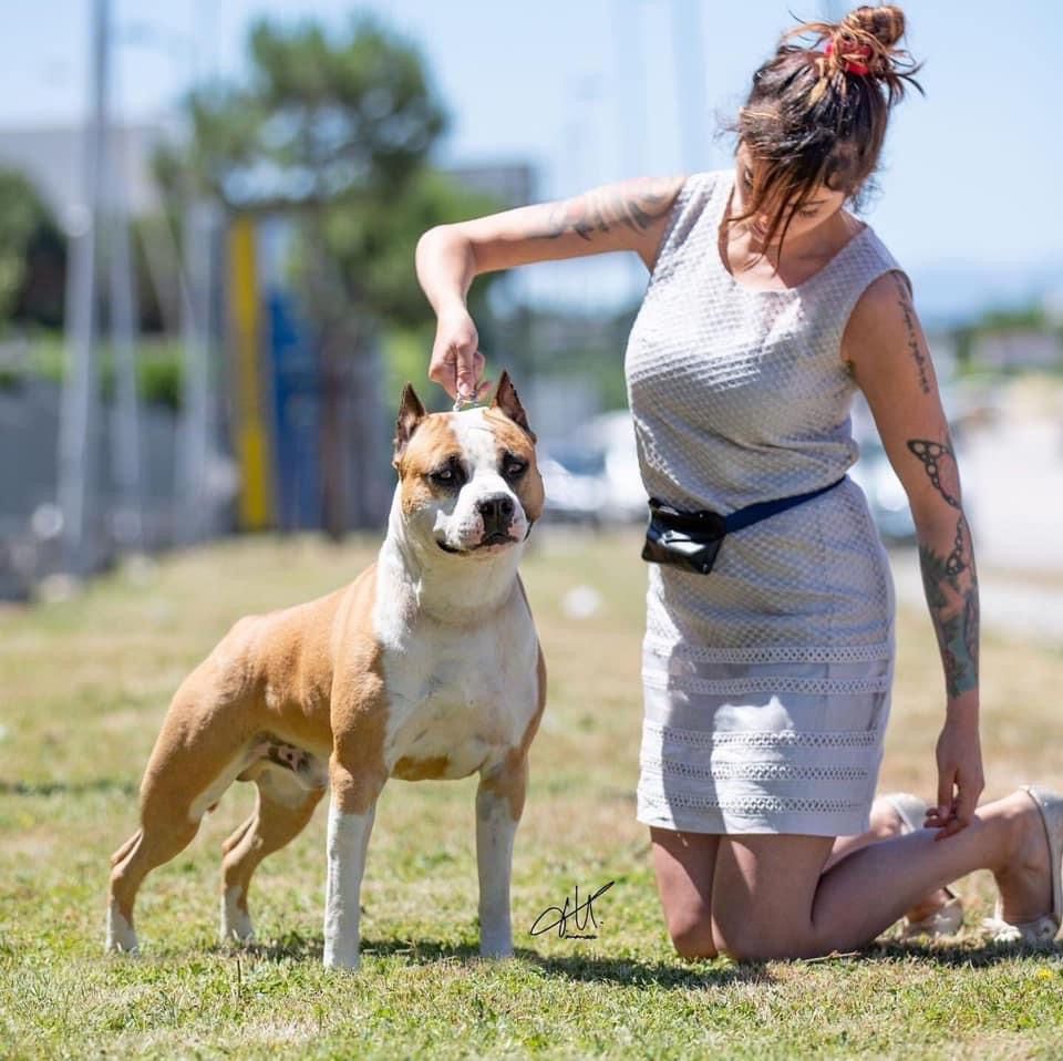 Starting over of happy rascals | American Staffordshire Terrier  Starting over of happy rascals | American Staffordshire Terrier